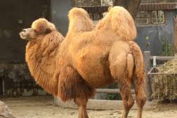 camel1B6C39B31-D50A-6AC1-7CF4-86CA53DDD39A.jpg